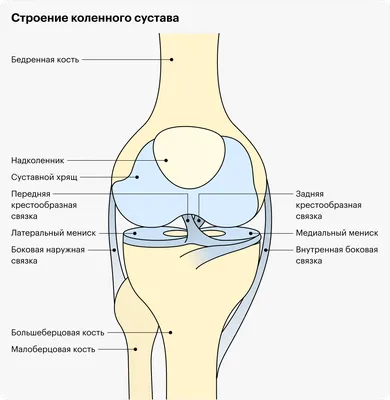 Тутор для полной фиксации на коленный сустав жесткий взрослый Тривес  Т.44.46 (высота 60см.) ортез бандаж для фиксации колена, наколенник  послеоперационный, фиксатор при переломах и разрыве связок - купить с  доставкой по выгодным