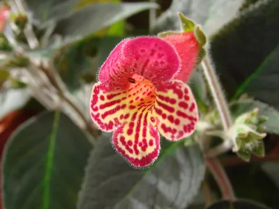 Колерия – это красивое многолетнее растение из семейства Геснериевых.... |  Интересный контент в группе Остров сокровищ