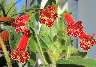 Калерия цветок (40 фото) - 40 фото