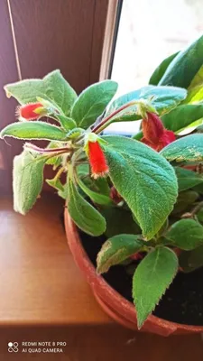 Колерия пушистоцветковая (K. eriantha): 50 грн. - Комнатные растения Одесса  на Olx