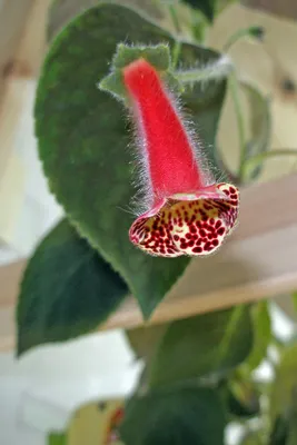 Kohleria Sciadotydaea Hybrid - Форум цветоводов Фрау Флора
