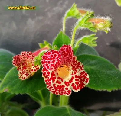 Красивейший комнатный цветок Колерия: много фото, тонкости и секреты  выращивания | Дачник.RU | Дзен