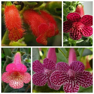 Kohleria Sciadotydaea Hybrid - Форум цветоводов Фрау Флора