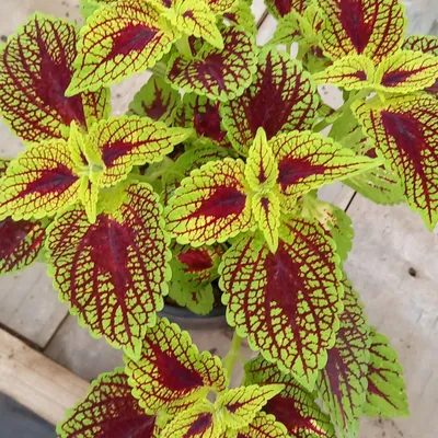 Avatar | Mlis Coleus