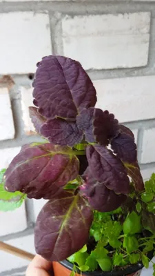 Coleus blumei 'Avatar' (Palettblad 'Avatar') – Blomsterfamiljen