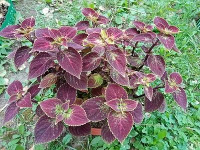 Coleus plants (Mayana) \"avatar \"... - Nature Lover's Place | Facebook