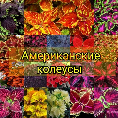 Sold Avatar motherplants thanks... - Ems Coleus Collection | Facebook