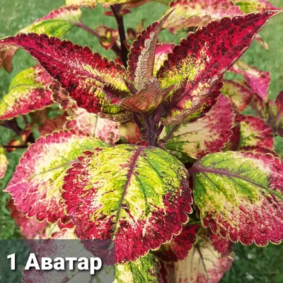 Coleus plants (Mayana) \"avatar \"... - Nature Lover's Place | Facebook