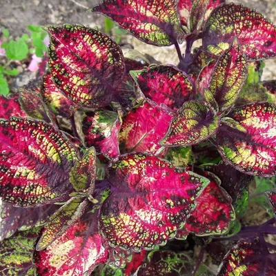 Palettblad Coleus - \"Avatar” i 2023 | Blommor, Inomhusväxt, Växter