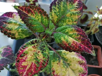 Coleus \"Avatar\" | Potted plants patio, Planting succulents, Plants