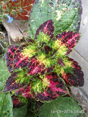 Gorgeous leaves on coleus plant. With all of the colour and variety of  coleus plants 7439801 Stock Photo at Vecteezy