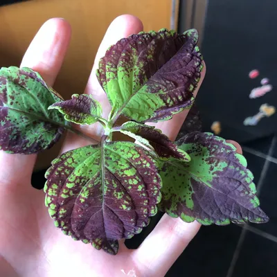 Solenostemon scutellarioides 'Avatar', Coleus 'Avatar' in GardenTags plant  encyclopedia