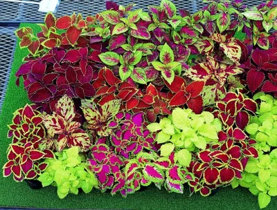 Семена цветов Колеус \"Черный дракон\" купить по цене 30 ₽ в  интернет-магазине KazanExpress