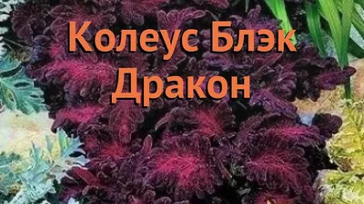 Колеус Блэк Драгон (Black Dragon) семена купить в Украине | Веснодар