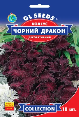 Колеус Черный дракон 10 шт, семена многолетних цветов для сада дачи и дома,  | AliExpress