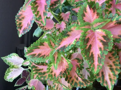 Колеус Блюмей Пестрый Цветок — стоковые фотографии и другие картинки Coleus  - Coleus, Великобритания, Задний или передний двор - iStock