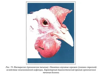 Вегад - Атлас болезней птицы. Ч. 8. Колибактериоз