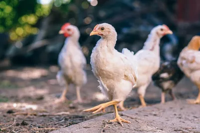 Сутримет – эффективное средство для одновременного лечения бактериальных  заболеваний и эймериозов у сельскохозяйственных птиц - БЕЛАГРОГЕН -  производитель ветеринарных препаратов