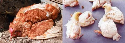 Пастереллез (холера) у Птицы: причины, симптомы и лечение | компания  NITA-FARM