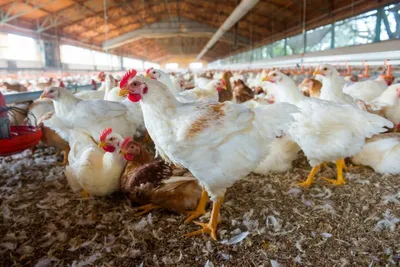 Желтки и белки: мор цыплят не отразился на птицеводстве Татарстана — РБК
