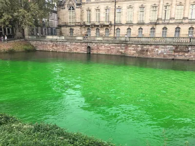 Мойва в мультиварке - пошаговый рецепт с фото на Повар.ру