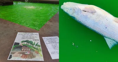 Экоактивизм и отвага: во Франции защитники природы провели акцию, после  которой в реке погибла рыба (6 фото) » Невседома