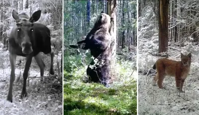 Костромская обл., заповедник \"Кологривский... - Заповедник \"Кологривский лес\"  - Ландшафты и сообщества - Плантариум