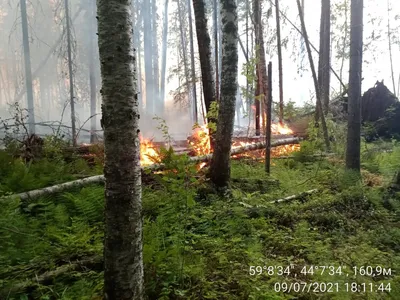 ЖИТЕЛЯМ НИЖЕГОРОДСКОЙ ОБЛАСТИ ДОРОГО ОБОШЛАСЬ ОХОТА В КОСТРОМСКОМ  ЗАПОВЕДНИКЕ | LOGOS44.RU / Первое костромское интернет-ТВ | Дзен