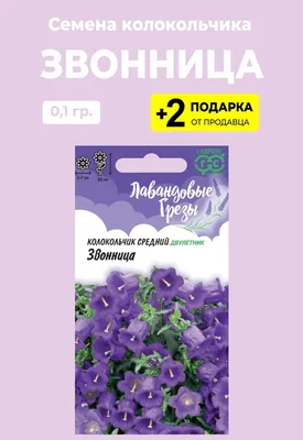 Купить Колокольчик семена 0,15 грамм (около 400 шт) (Campanula medium)  кампанула кентерберийский двулетний в Украине