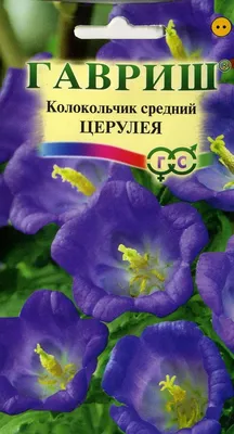 Отзыв о Семена цветов Аэлита \"Колокольчик ванильные облака. Смесь окрасок.  Махровый\" | Двулетние. Цветут на второй год.