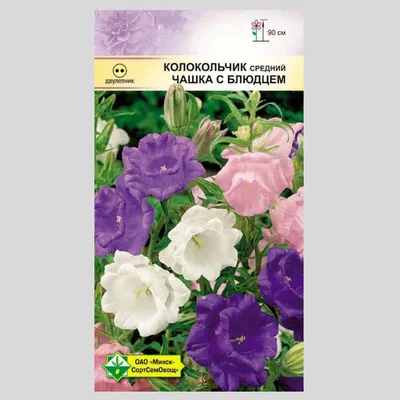 Колокольчик повислый - Колокольчик - GardenPlants