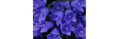 Семена цветов Колокольчик Средний Голубой двухлетний, 0,2г, Seedera  (ID#1502852546), цена: 7 ₴, купить на Prom.ua