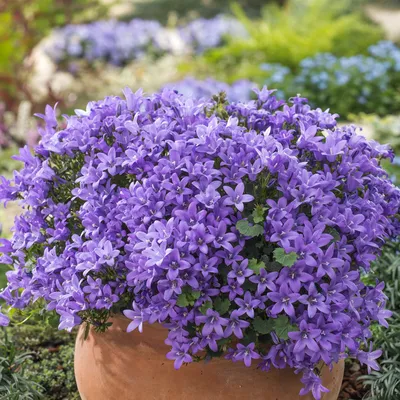 Колокольчик Портеншлага Blue - Колокольчик - GardenPlants