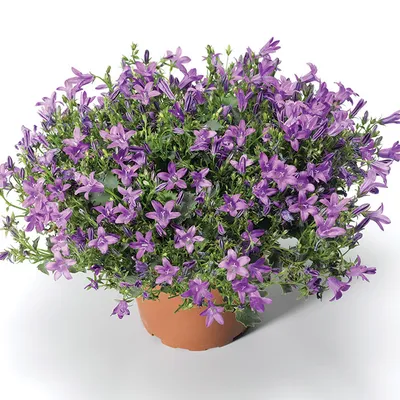 Колокольчик Портеншлага (Campanula portenschlagiana)