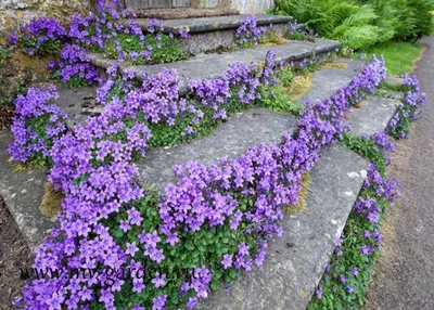 Колокольчик Портеншлага Клоквайз Дип Блю (Campanula portenschlagiana  Clockwise Deep Blue) 2л, цена в Санкт-Петербурге от компании Вилла-планта  (садовый центр и питомник растений, ландшафтное бюро)