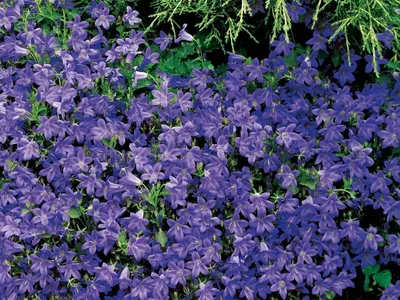 Колокольчик Портеншлага / Campanula portenschlagiana