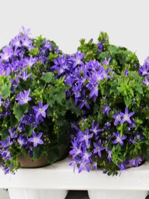 Колокольчик Портеншлага Клоквайз Дип Блю (Campanula portenschlagiana  Clockwise Deep Blue) 2л, цена в Санкт-Петербурге от компании Вилла-планта  (садовый центр и питомник растений, ландшафтное бюро)