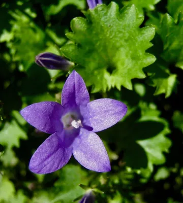 Колокольчик Портеншлага, Campanula portensclagiana \"Blue\", синий, h20 см,  P9 | СадПарад