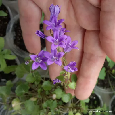 Колокольчик Портеншлага (видовой) (Campanula portenschlagiana) - Северная  Флора