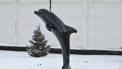 Колония Черный Дельфин: кто сидит, какие условия