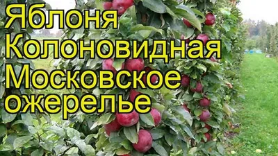 Колоновидная яблоня Московское ожерелье 🍎 Сорт зимостойкий, урожайный,  скороплодный. В плодоношение вступает на 2, 3-й год. В пору… | Instagram