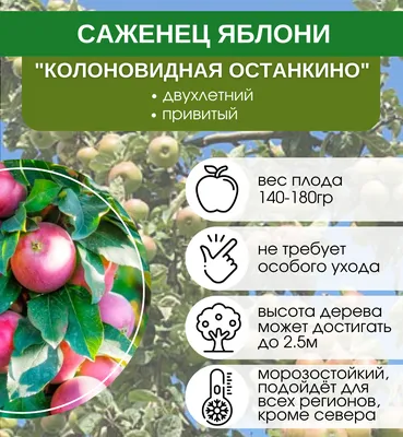 Яблоня колоновидная Каскад: купить в Ртищево - цена 359₽ за 1 шт. -  Доставка Почтой