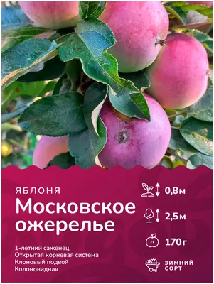 Выживают ли Колоновидные яблони в Челябинске | Канал о цветах Ольги  Пряниковой | Дзен