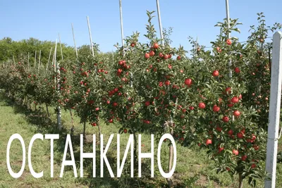 Яблоня колоновидная \"Останкино\" купить саженцы в Нижнем Новгороде.