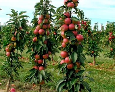 Яблоня колоновидная Останкино – купить саженцы яблони в питомнике в Москве