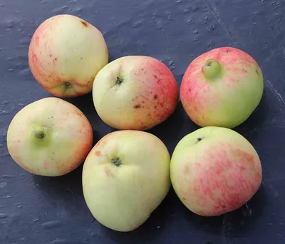 Купить Колоновидная яблоня «Малюха». Саженцы в Москве и области по низкой  цене