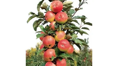 Яблони колоновидные - купить саженцы в интернет-магазине СадыПринцессы.