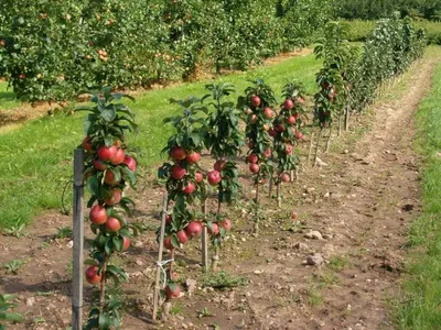 Яблоня колоновидная: как выбрать и посадить, какой уход потребуется, нужна  ли обрезка | Procvetok | Дзен