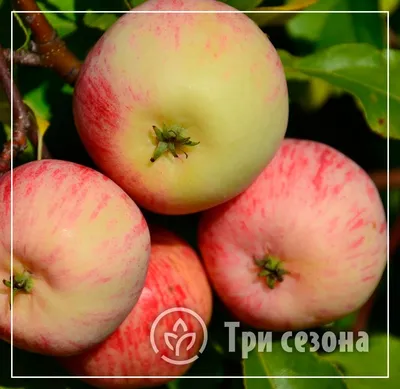 Саженцы колоновидной яблони купить в питомнике в Москве недорого