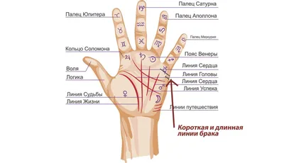 Хиромантия. Линия сердца идёт на холм Юпитера. Для заказа полного разб... |  TikTok